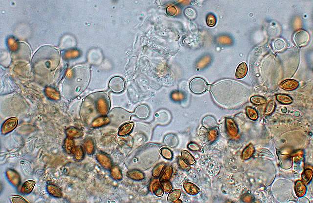 Conocybe horakii      Watling & G.M. Taylor